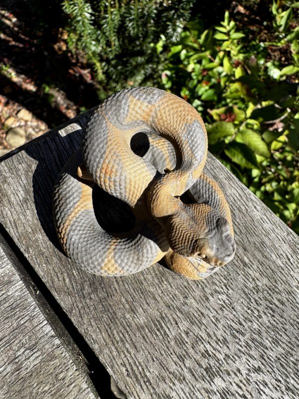 Jasper Snake Carving - Image 2